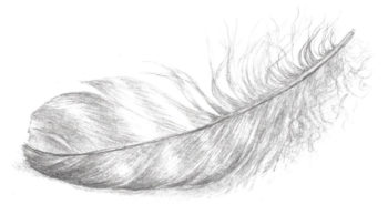 featherdrawing2